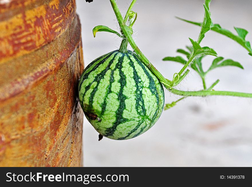 Small water melon in the gardens