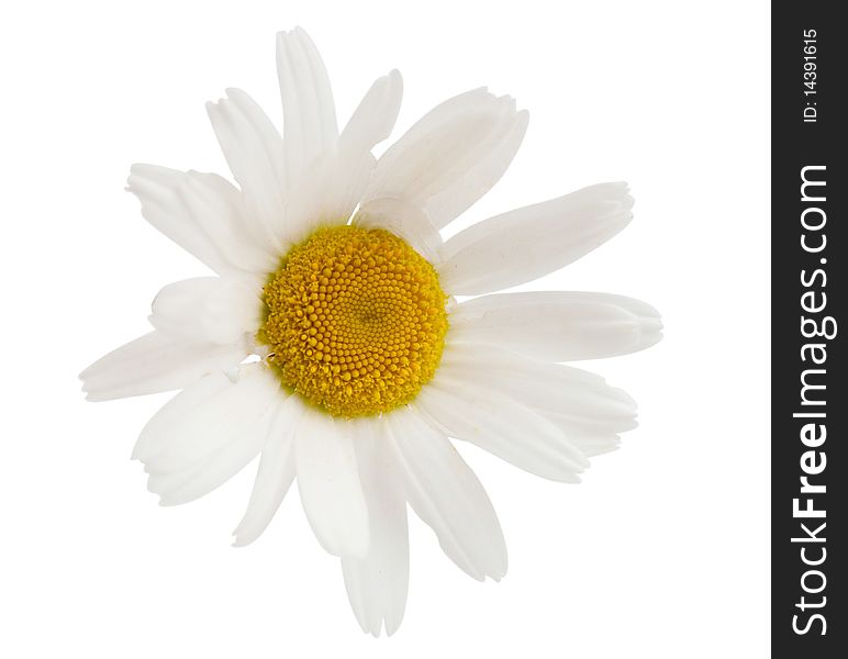 Camomiles on a white background