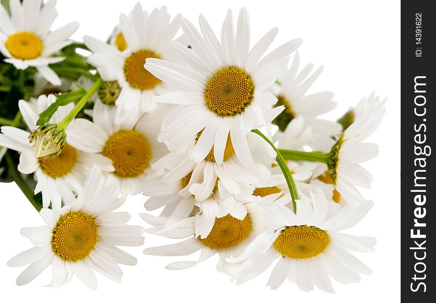 Camomiles on a white background