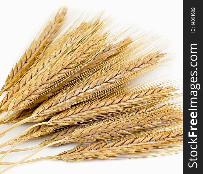 Wheat ï¿½ars isolated on a white background. Wheat ï¿½ars isolated on a white background