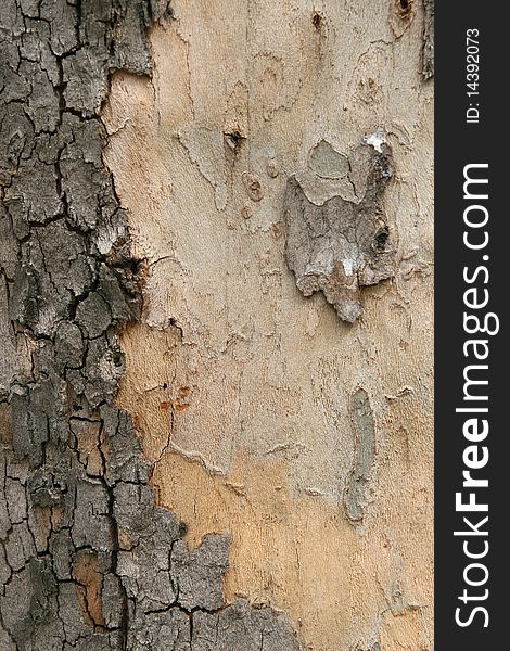 Platan tree bark texture