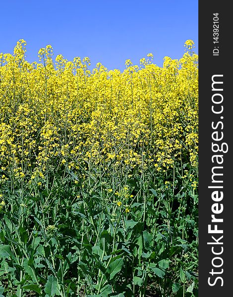 Yellow Canola