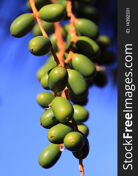 Bunch of green dates in the a palm-tree