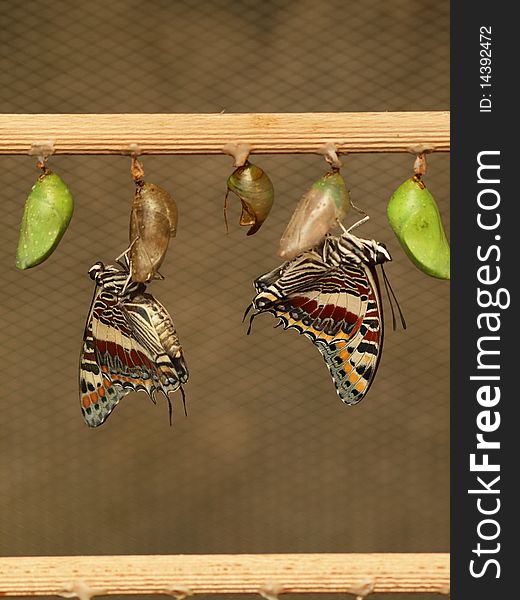 Two young butterflies with pupas. Two young butterflies with pupas