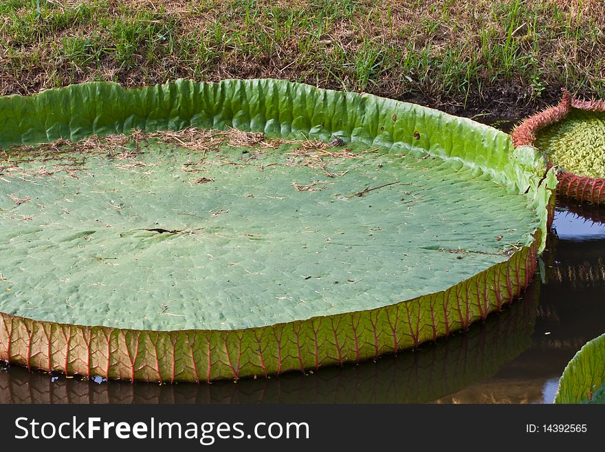 Lotus Leaf on water image