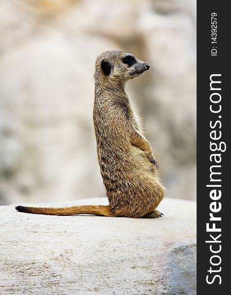 Small mammal suricate is sitting on the stone. Small mammal suricate is sitting on the stone