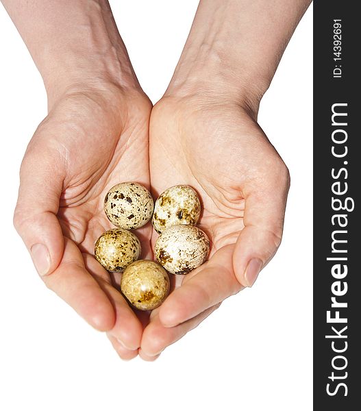 Eggs of a bird in hands on a white background