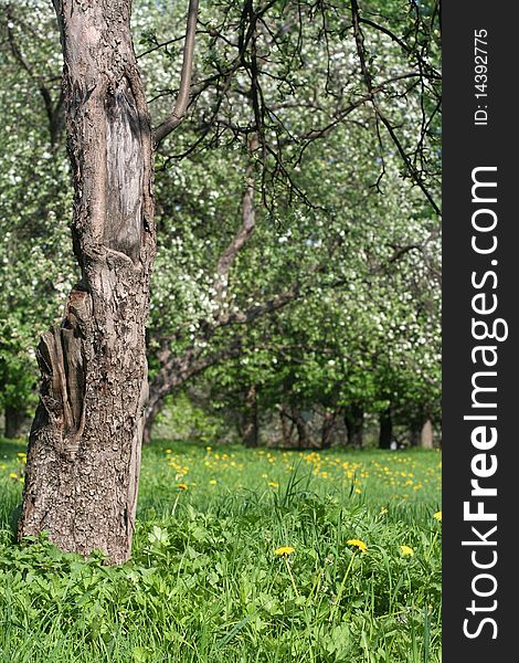 An old tree in the apple orchard.