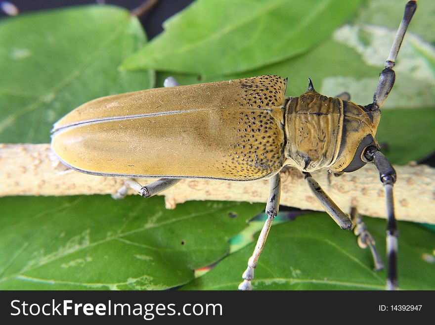 Cerambycidae or longhorn beetle is a common jungle beetle found in Malaysian jungles, as well as other tropical jungles around the world. The family of cerambycidae is estimated to have around 20,000 species.