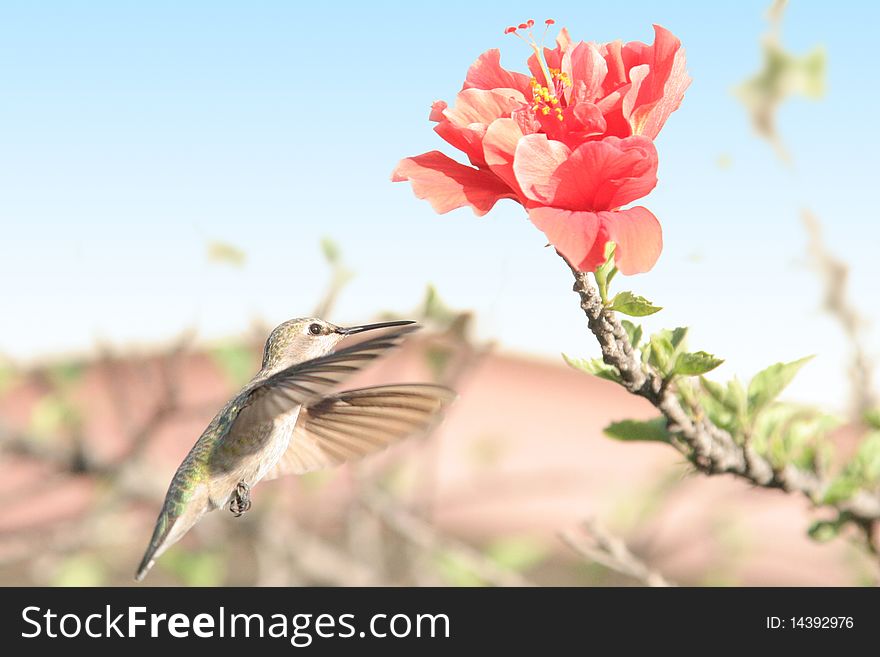 Hummingbird with hawaiian flower