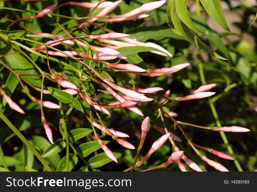 Blooming buds on the bush/the spring flowering