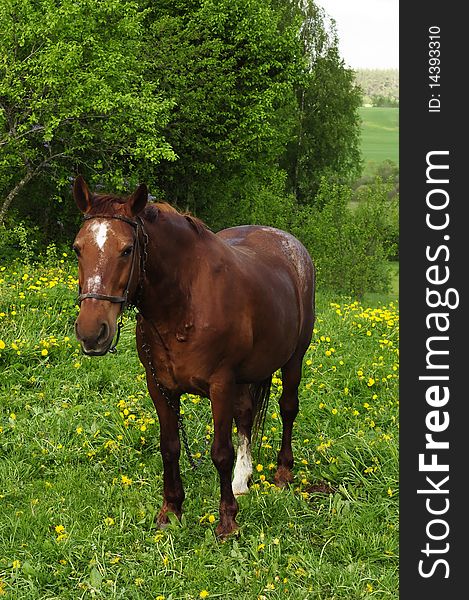 A beautiful brown horse grazing on a green pasture. A beautiful brown horse grazing on a green pasture