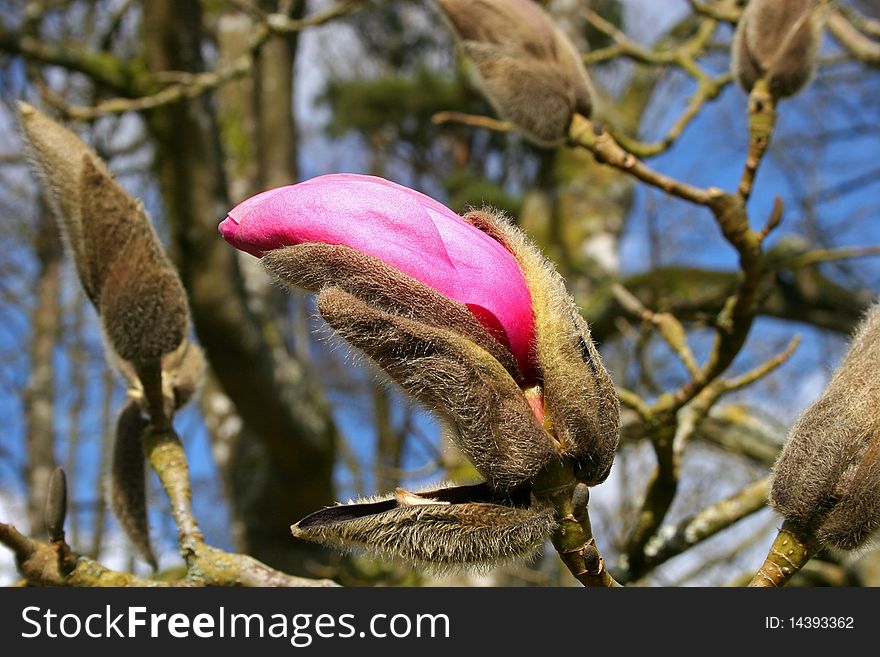 Pink magnolia bud on tree