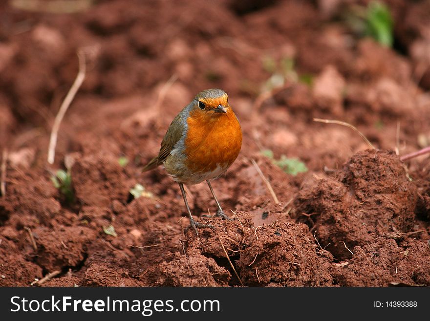 Robin standing on dug ground
