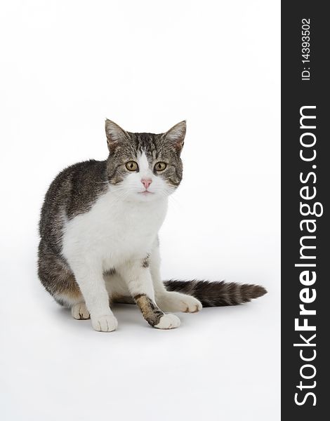 Domestic cat on white background. Domestic cat on white background.