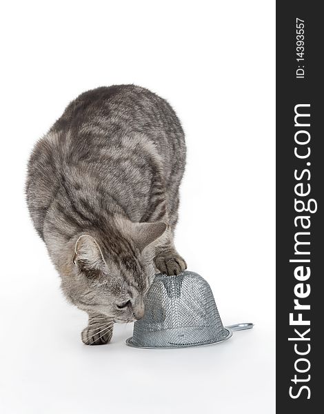 Cat with trap on white background.