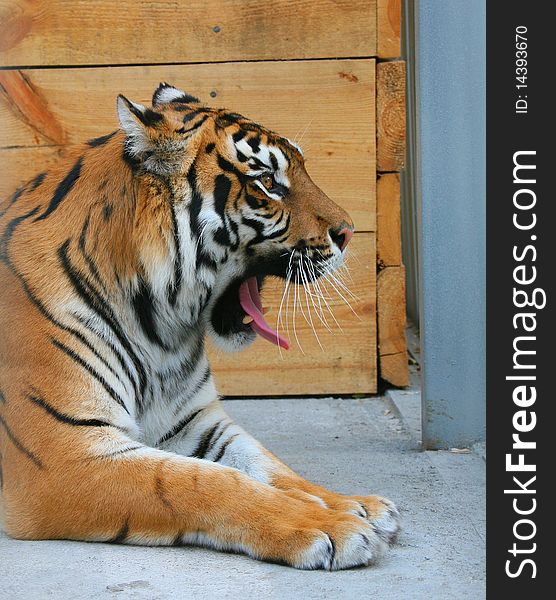 Tiger with open mouth in the aviary