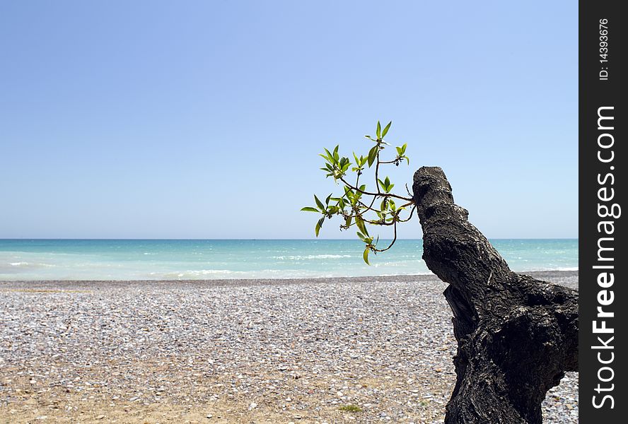 Isolated plant on a tropical beach in the mediterranean sea