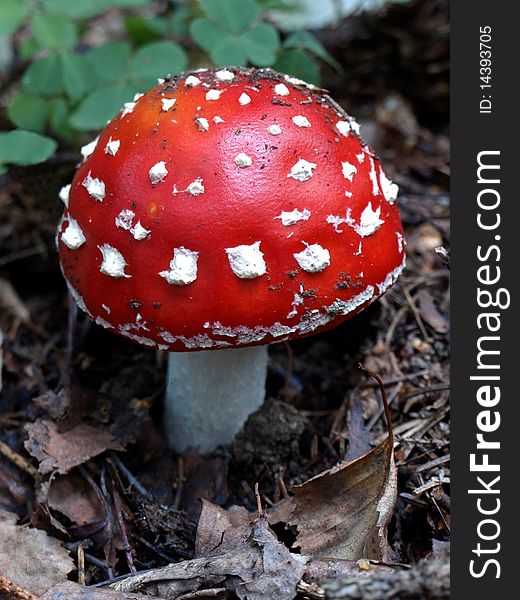 Detail of little toadstool in the forest