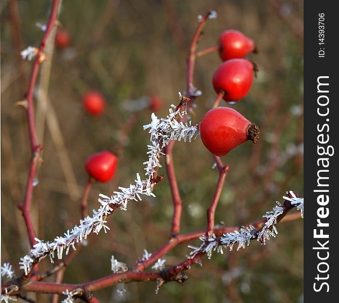 Rose hip with the hoarfrost