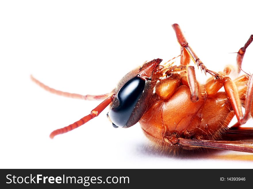 Portrait of Wasp - Provespa sp. Isolated on White Background