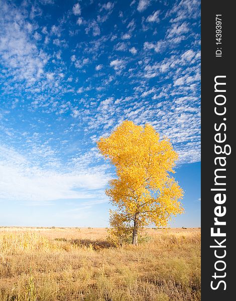 Autumn background with yellow tree