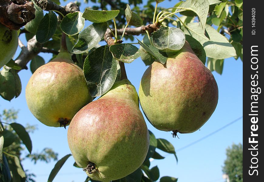 Juicy pears hanging on a green tree