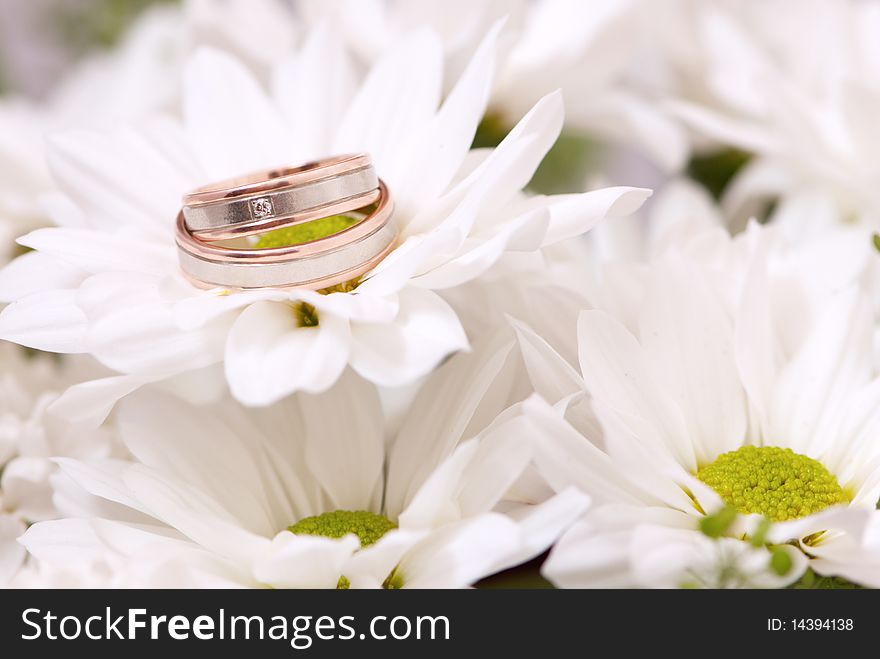 Wedding rings close-up on white chrysanthemum. Wedding rings close-up on white chrysanthemum