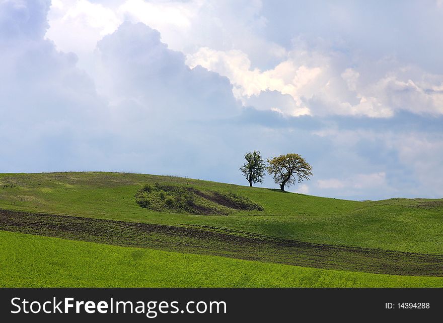 Trees in the field on the sky background