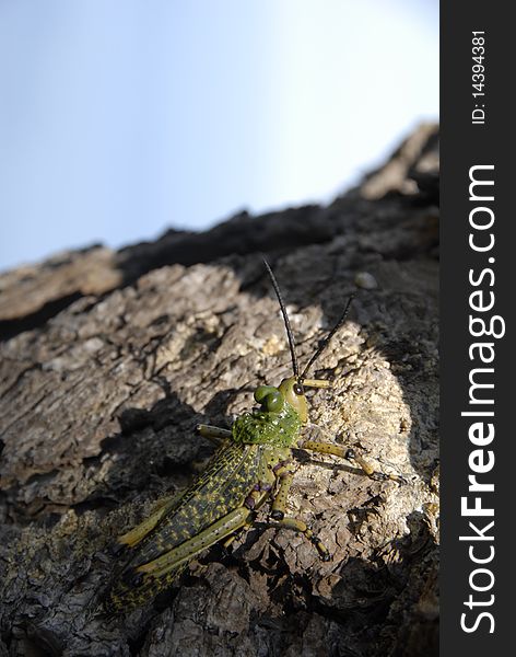 Grasshopper On Tree