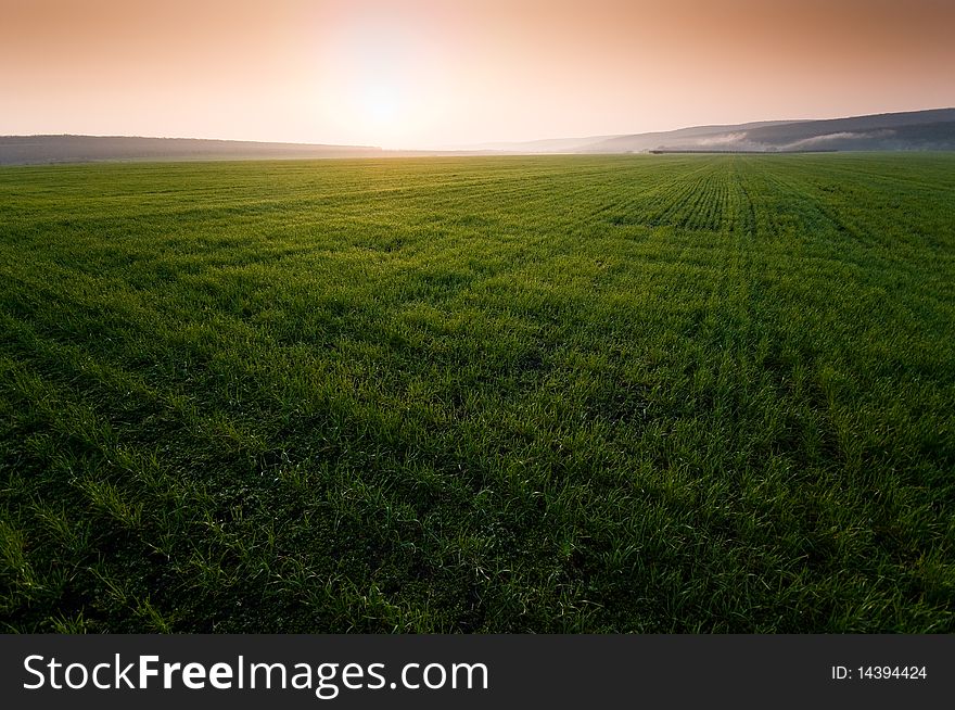 Green Field With Perfect Grass