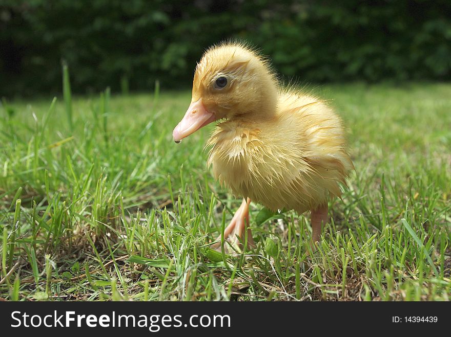 Small duck on background of grass