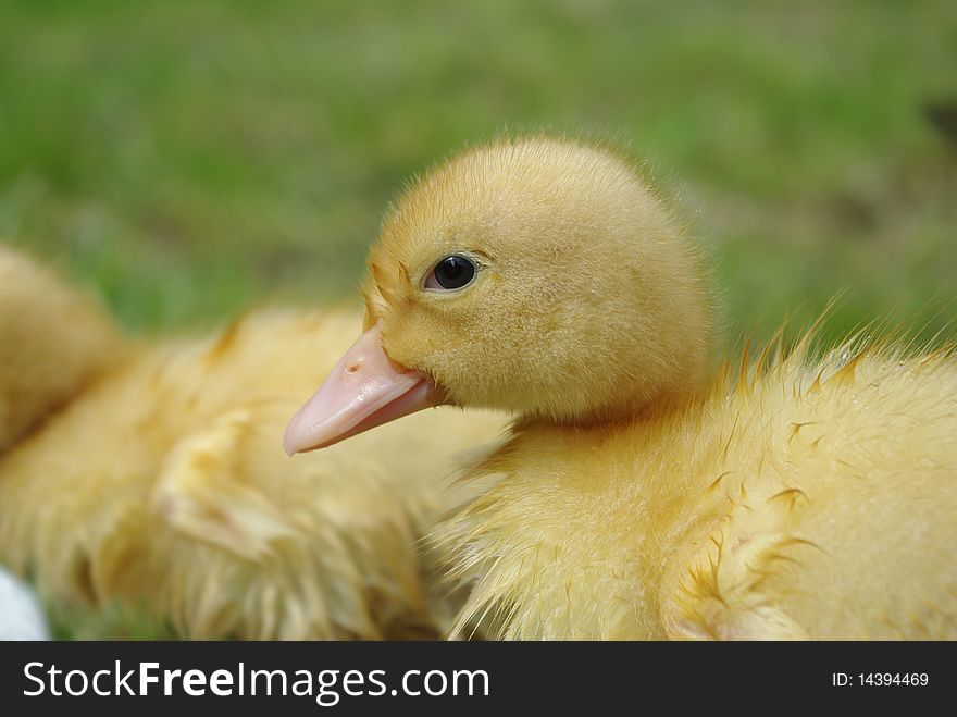 Small duck on background of grass