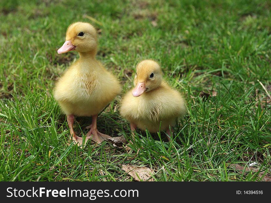 Small ducks on background of grass