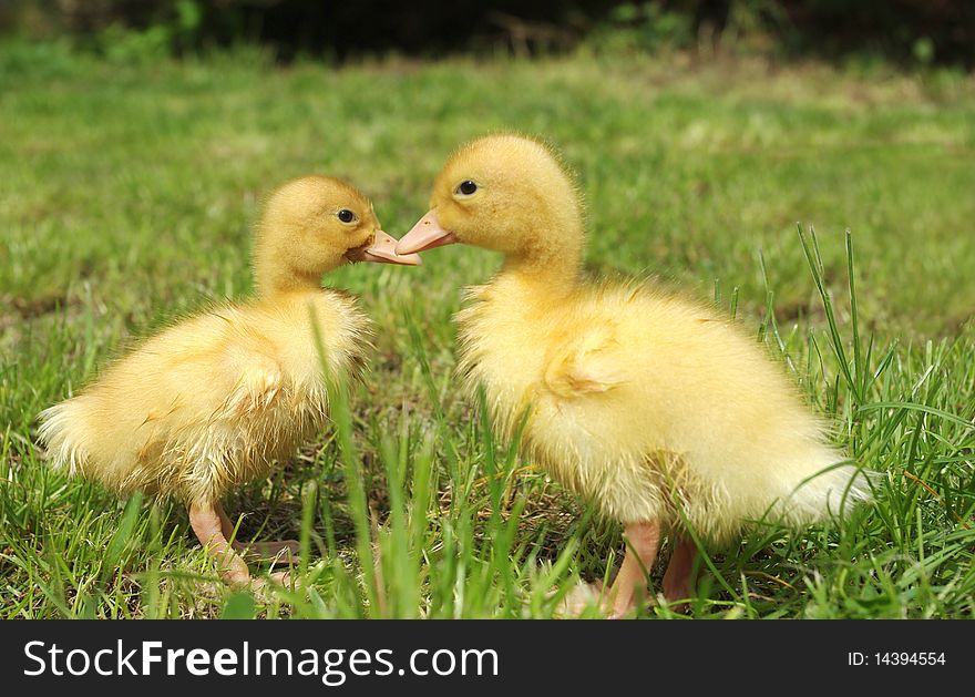 Small ducks on background of grass