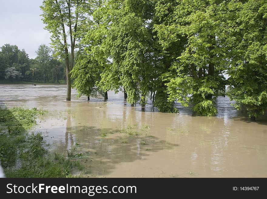 Flooded forest during the floods in Opole