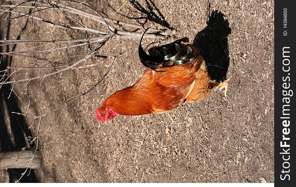 Hen at a farm in summer day