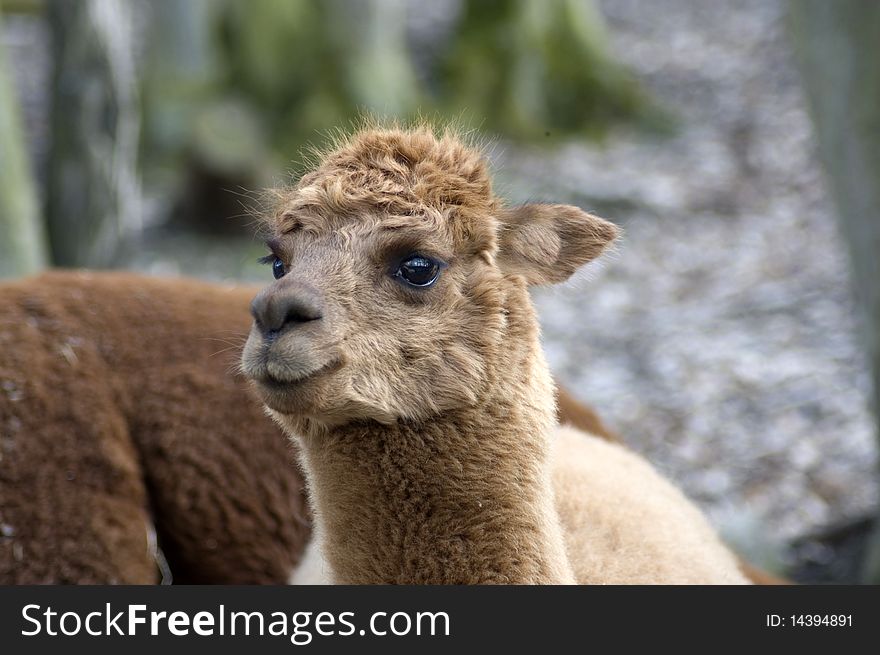 The brown llama with a slight smile and sparkling eyes. The brown llama with a slight smile and sparkling eyes.