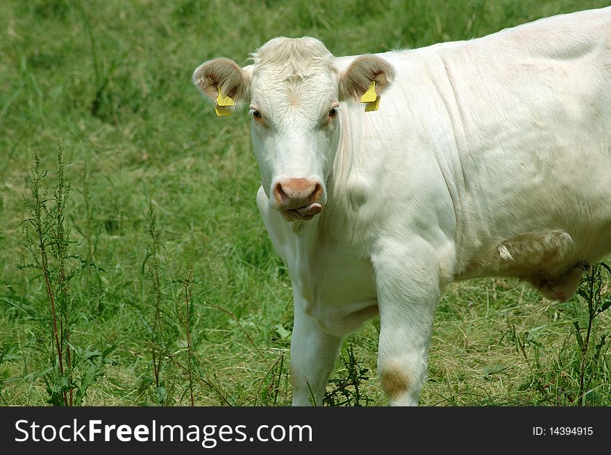 A Cow In The Pasture Licked.