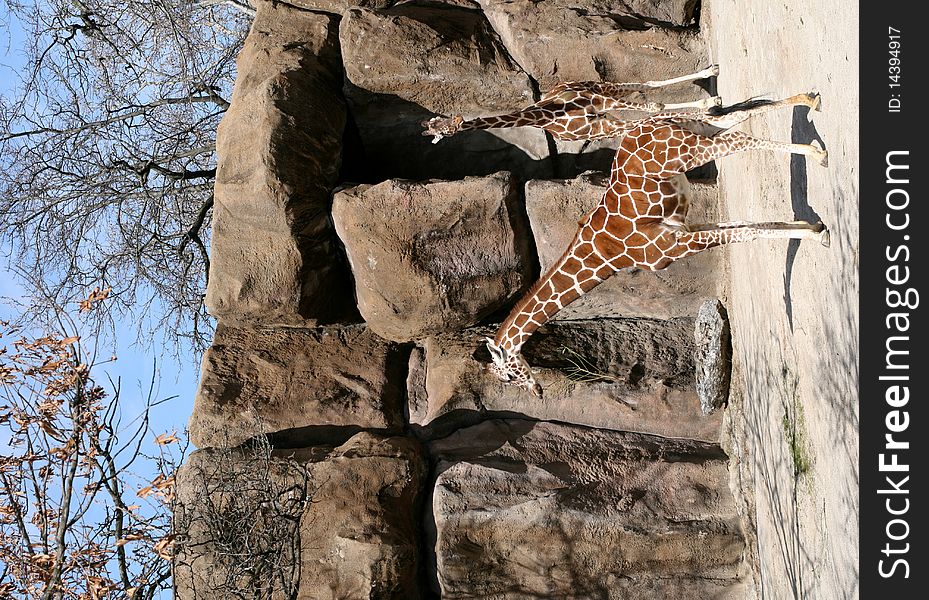 Two giraffes in a zoo
