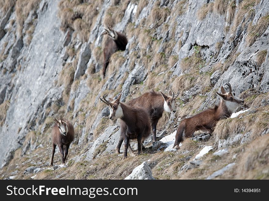 Herd of mountain goats in Tatra Mountains