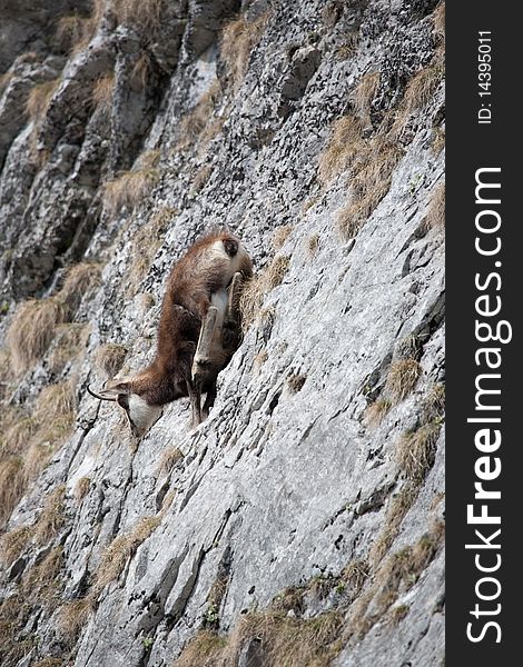 Running chamois (in Tatra Mountains)