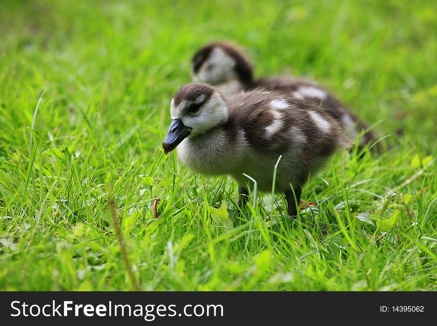 A photo of young duckling in springtime