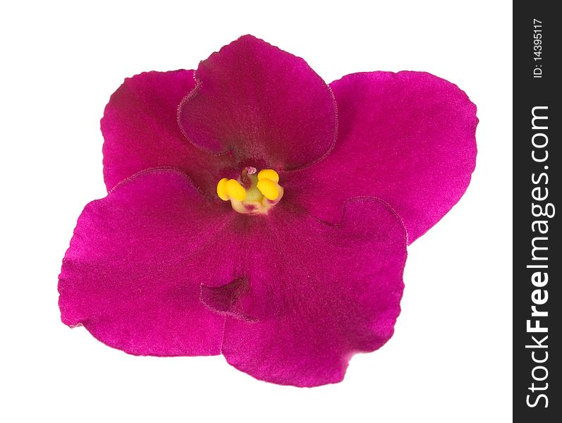 Bright pink five petals violet