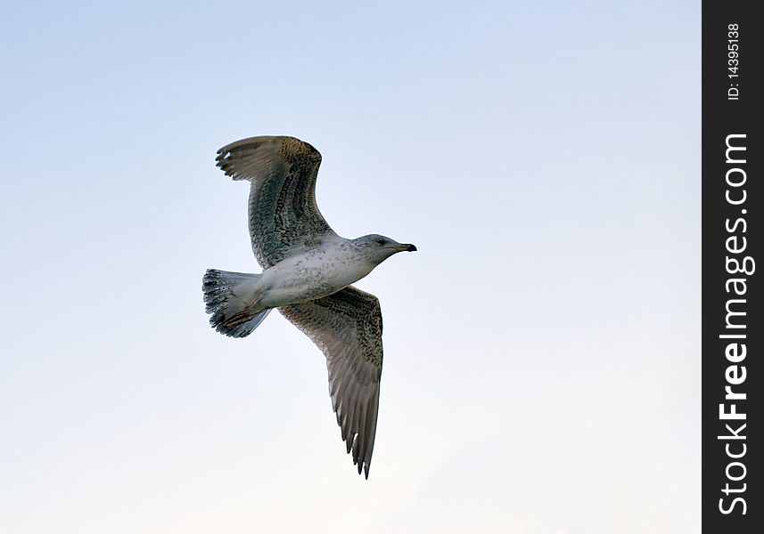 Photo of big seagull in sky