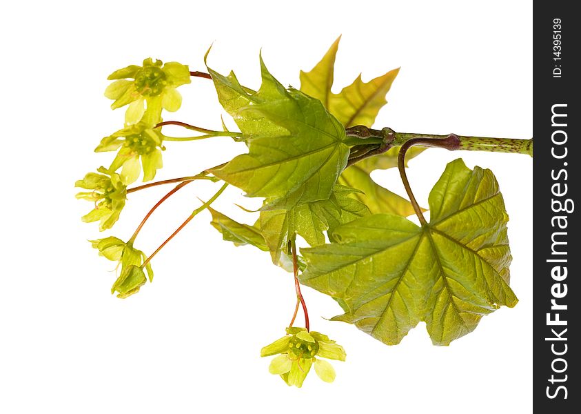 Maple branch with flowers isolated on white background. Maple branch with flowers isolated on white background