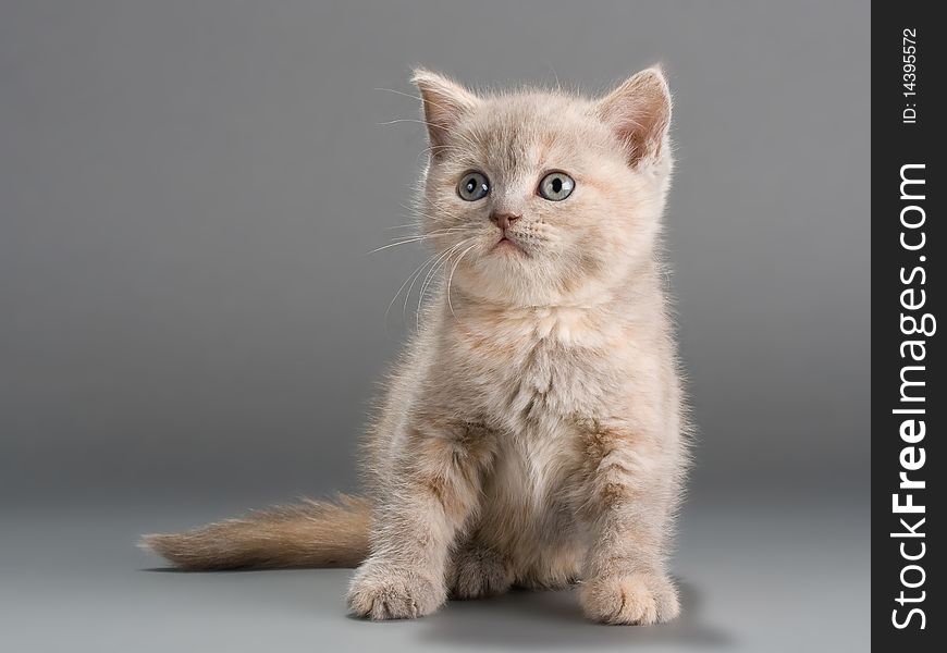 A young male British breed on a gray background. Not isolated. A young male British breed on a gray background. Not isolated.