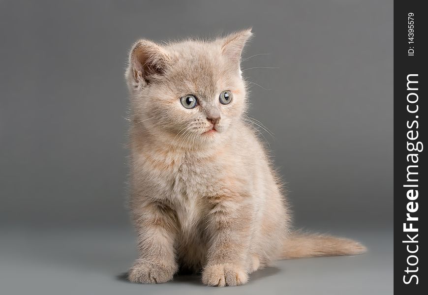 A young male British breed on a gray background. Not isolated. A young male British breed on a gray background. Not isolated.