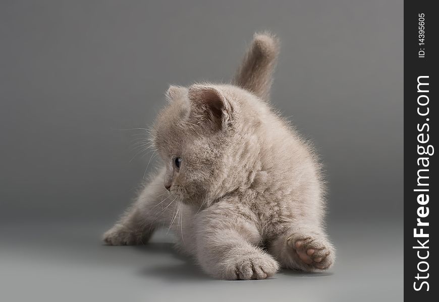 A young male British breed on a gray background. Not isolated. A young male British breed on a gray background. Not isolated.