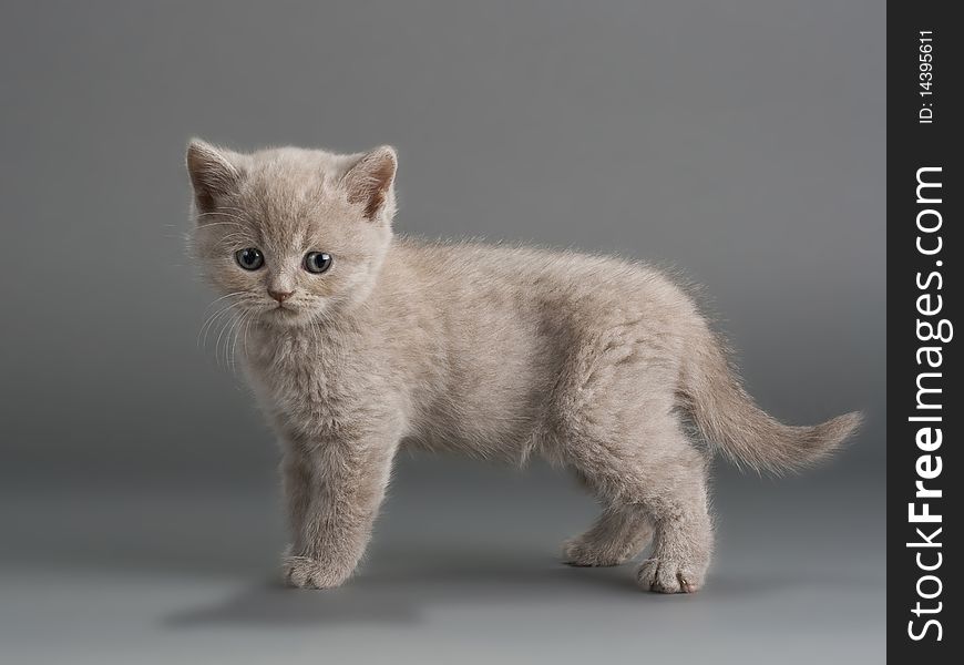 A young male British breed on a gray background. Not isolated. A young male British breed on a gray background. Not isolated.